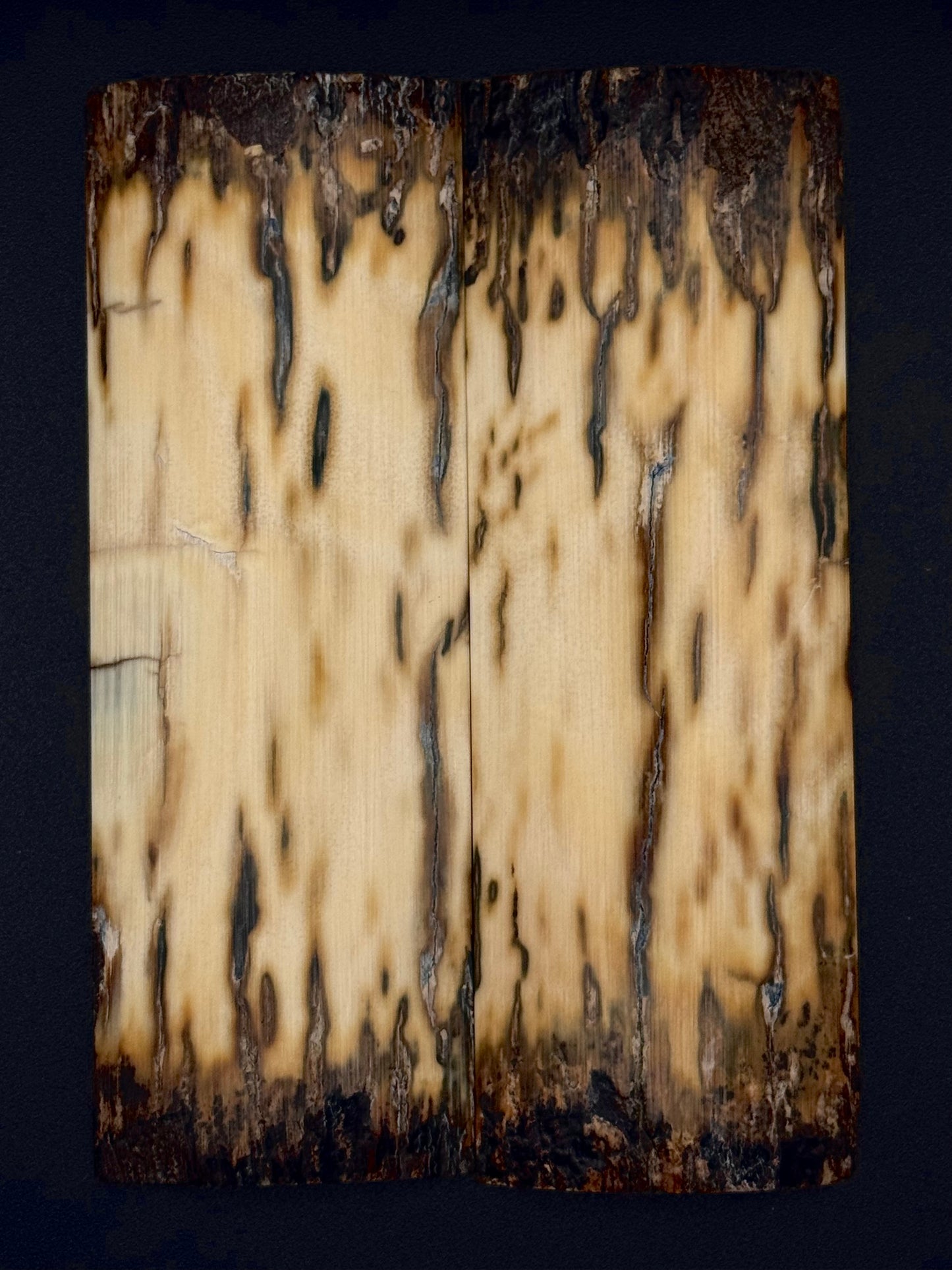 1911 - MAMMOTH IVORY BARK- 9830