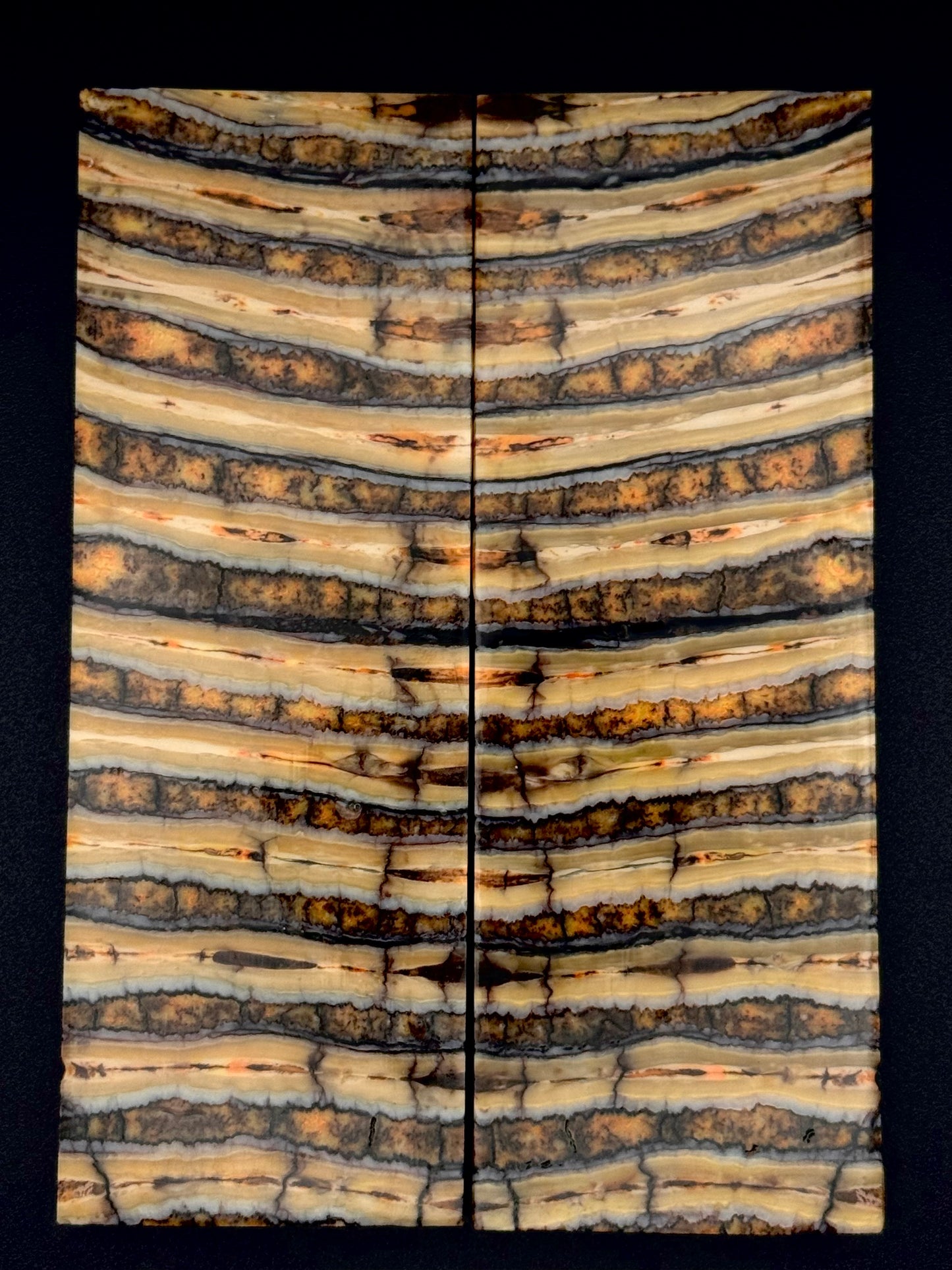 1911 - MAMMOTH MOLAR - 9835