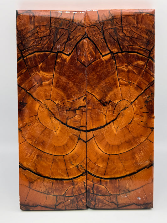 MAMMOTH TUSK CROSSCUT- VM-001