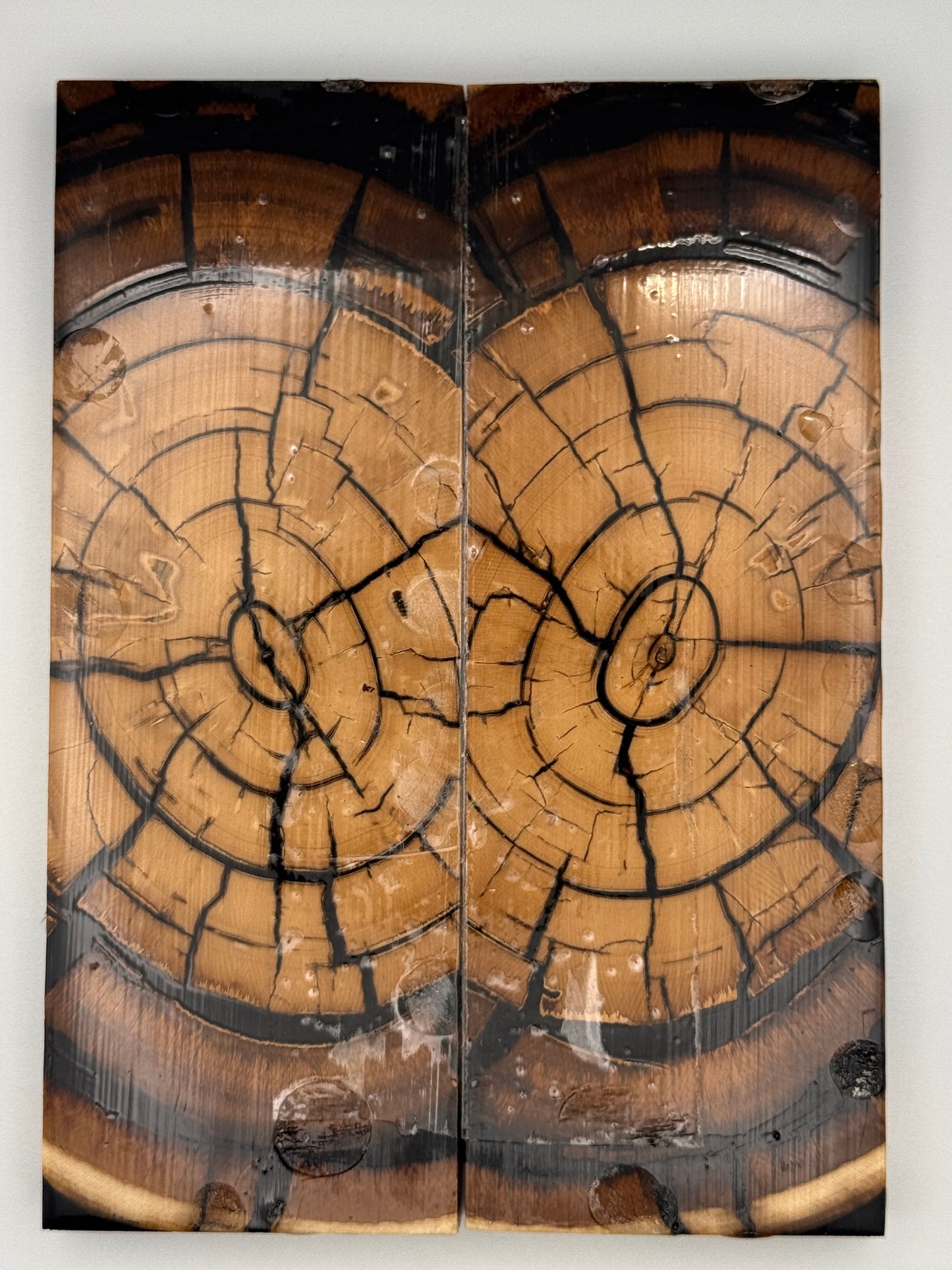 MAMMOTH TUSK CROSSCUT- VM-005