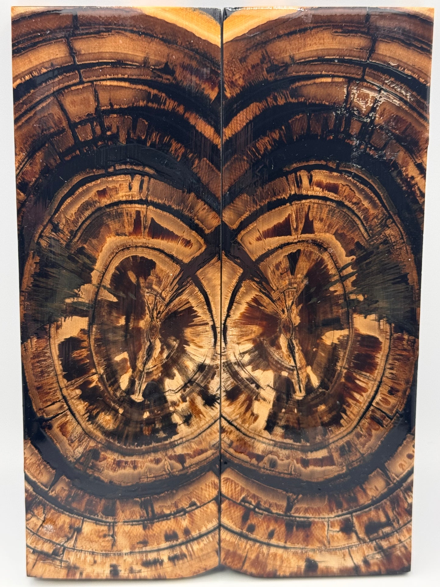 MAMMOTH TUSK CROSSCUT - VM-054