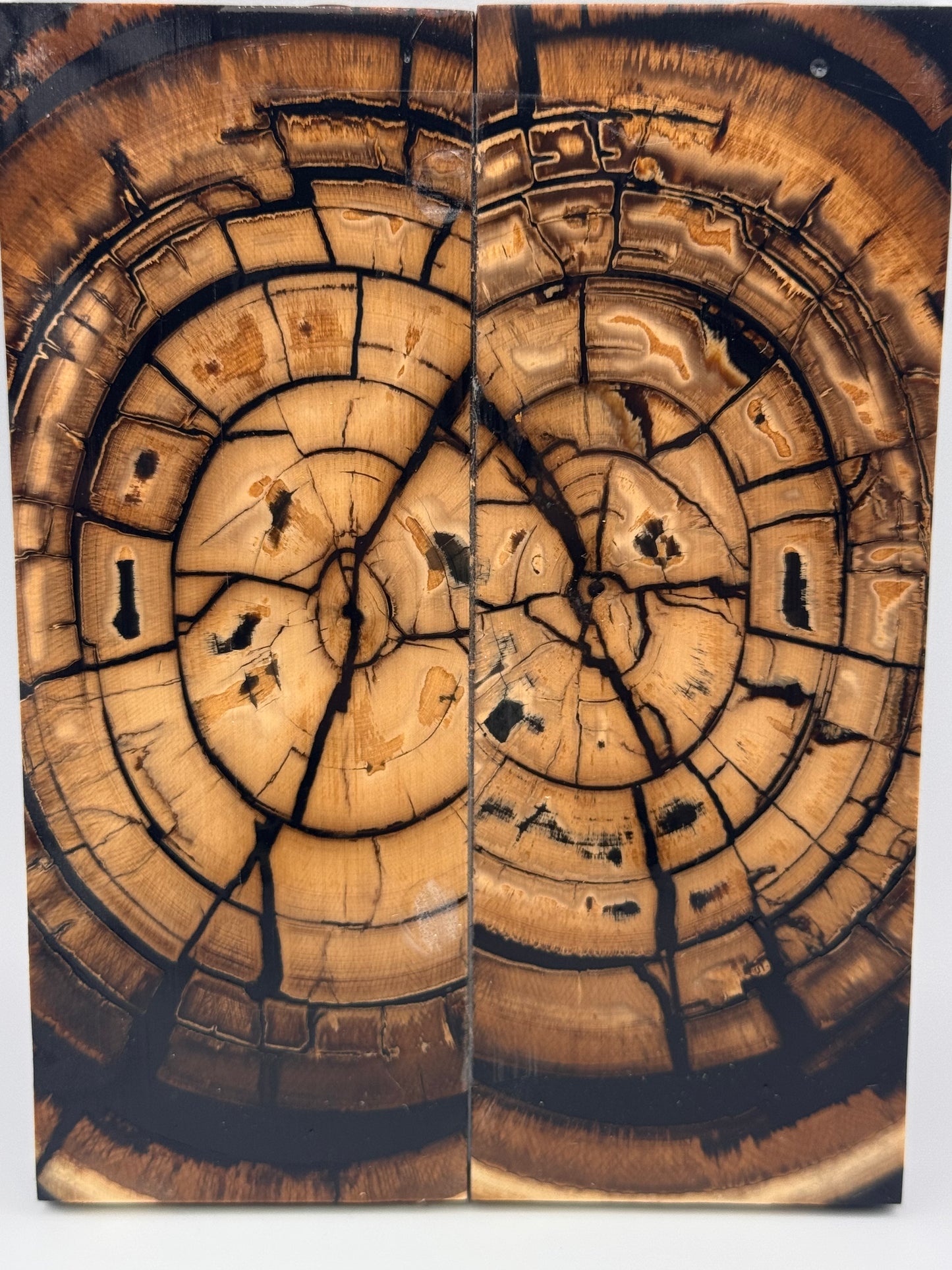MAMMOTH TUSK CROSSCUT - VM-052