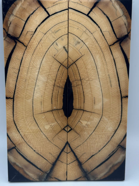 MAMMOTH TUSK CROSSCUT - VM-051