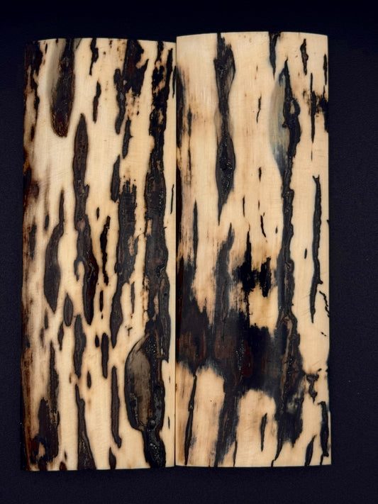 1911 - MAMMOTH IVORY BARK- 9829