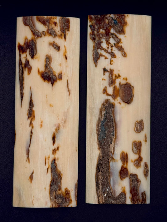 1911 - MAMMOTH IVORY BARK- 9831