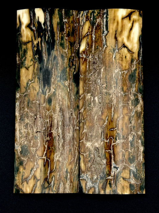 1911 - MAMMOTH IVORY BARK-9833