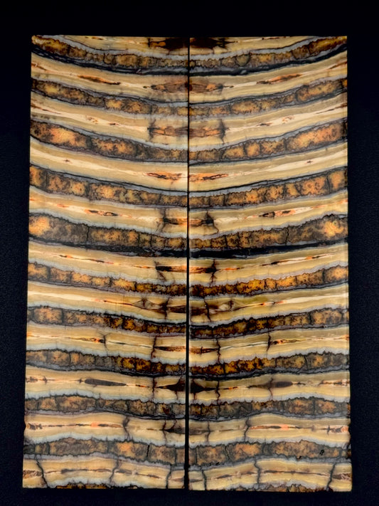 1911 - MAMMOTH MOLAR - 9835